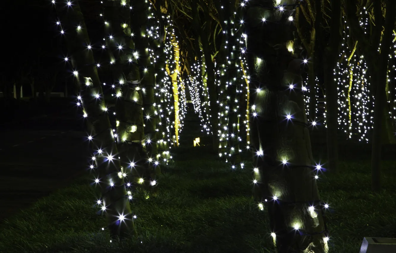 Фото обои украшения, деревья, ночь, праздник, гирлянды, photographer, fairy lights, Ruan Bezuidenhout