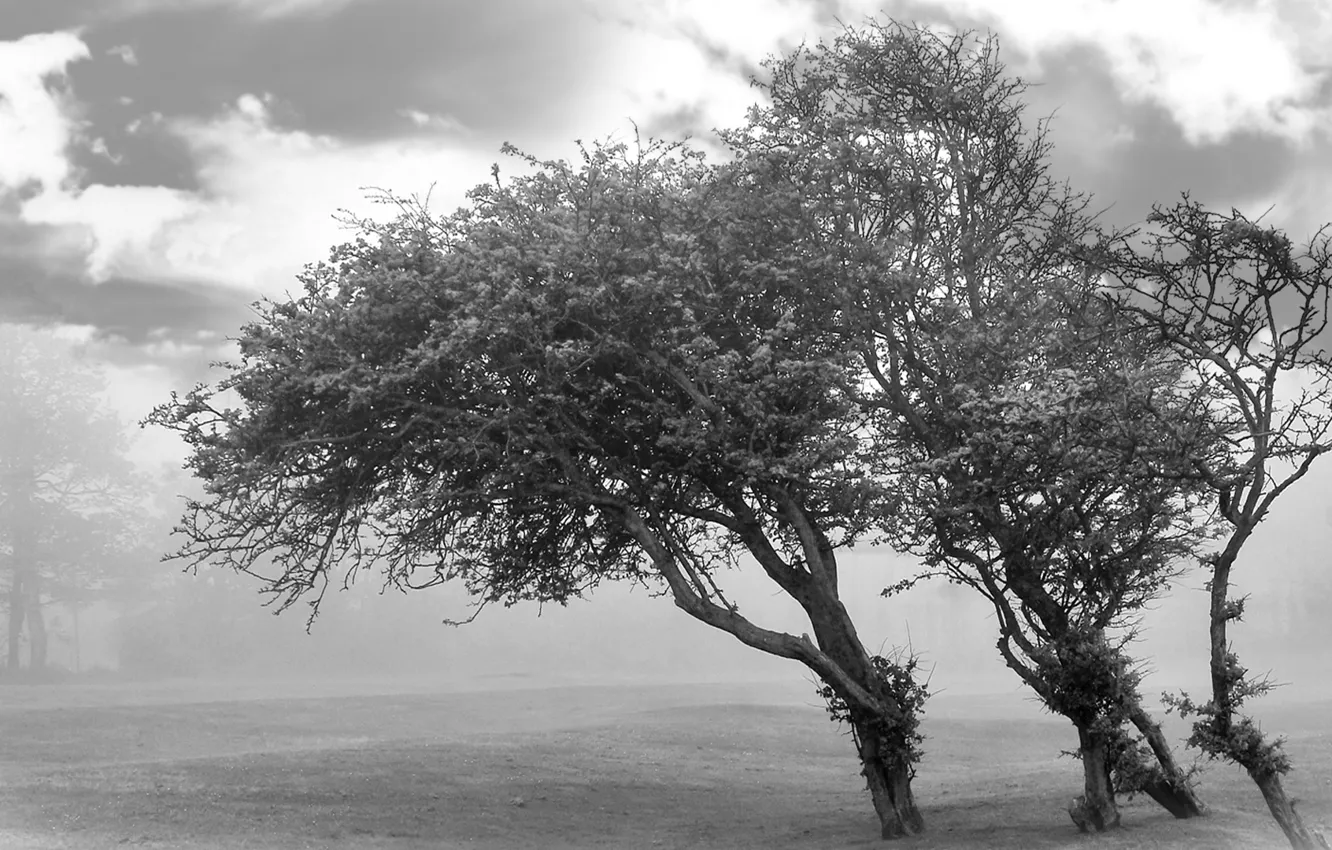 Фото обои облака, деревья, черно-белое