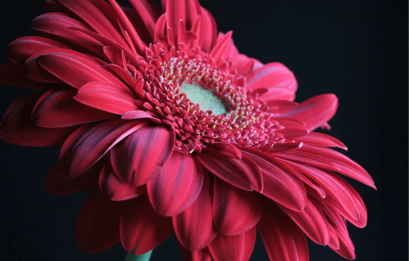 Фото обои цветок, макро, красный, гербера