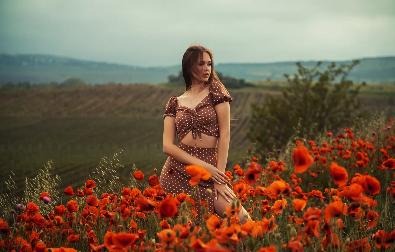 Фото обои поле, девушка, цветы, поза, маки, длинные волосы, Кирилл Коровин