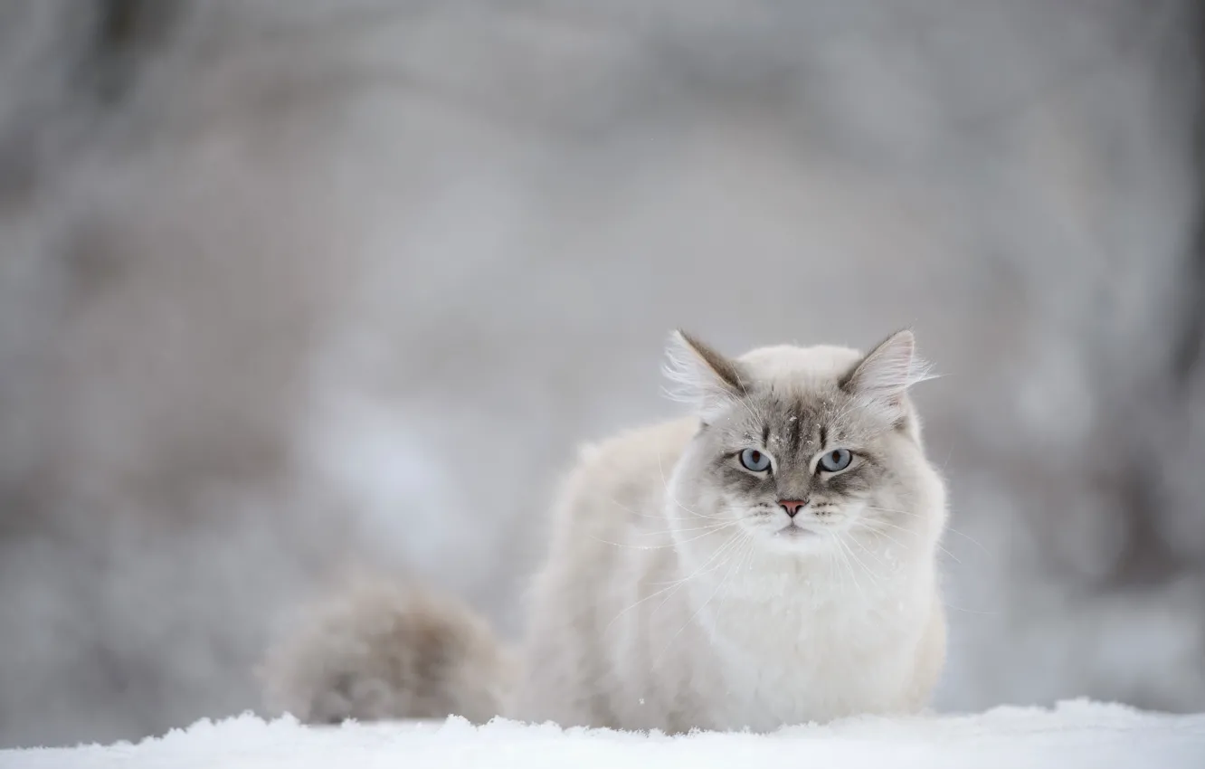 Фото обои кошка, взгляд, снег