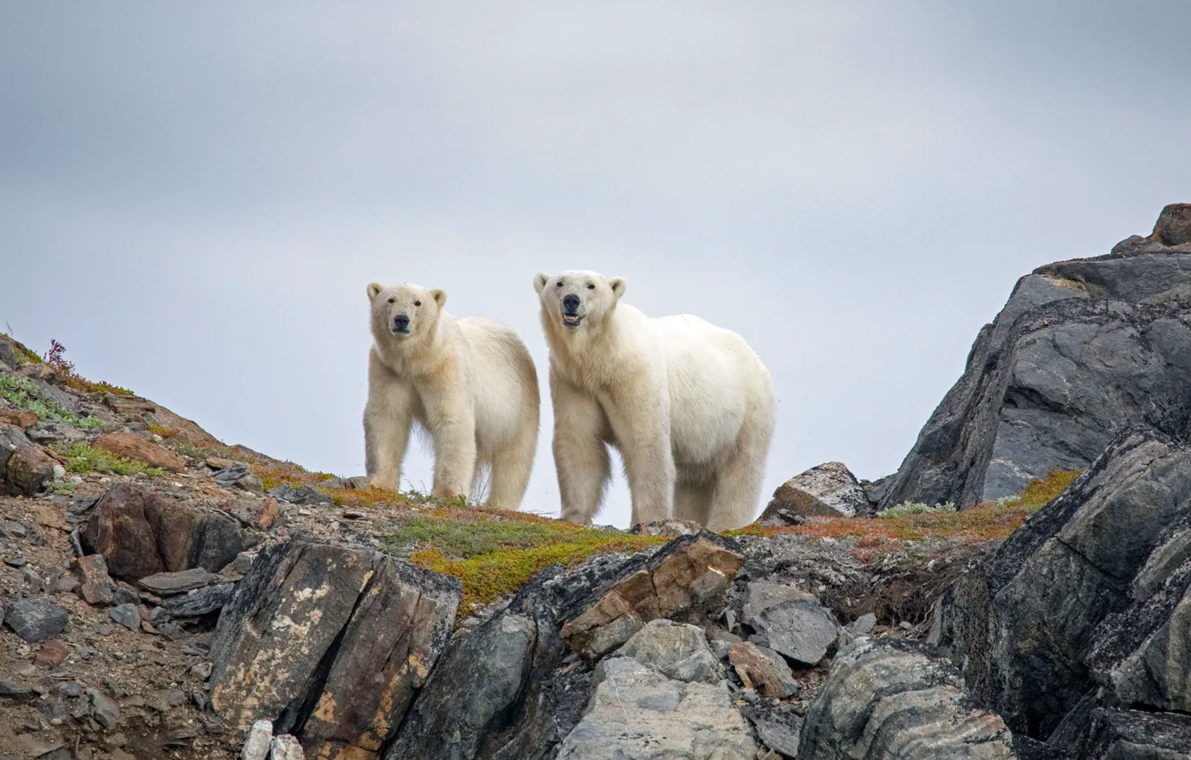Фото обои Канада, белые медведи, Национальный парк Торнгат Маунтинс