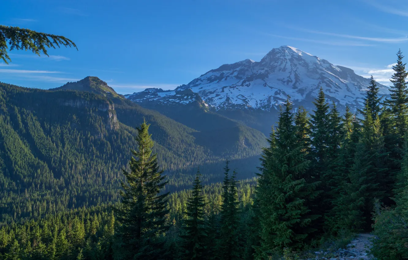 Фото обои лес, горы, США, Mount Rainier