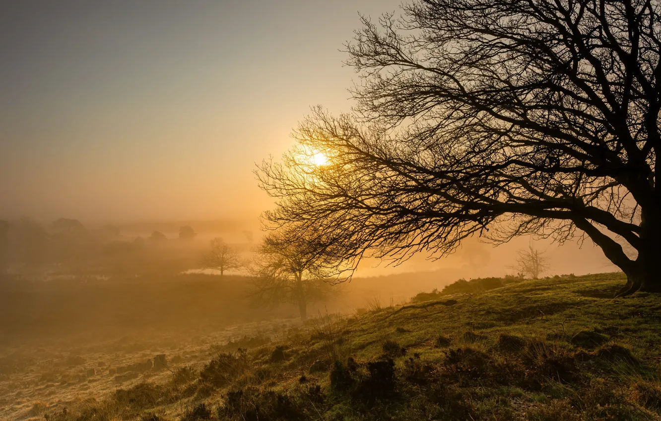 Фото обои деревья, природа, туман