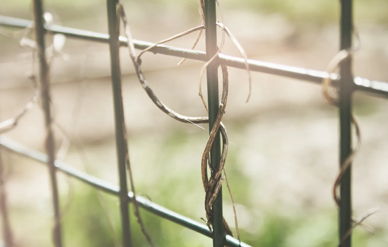 Фото обои забор, растение, ограда, прутья