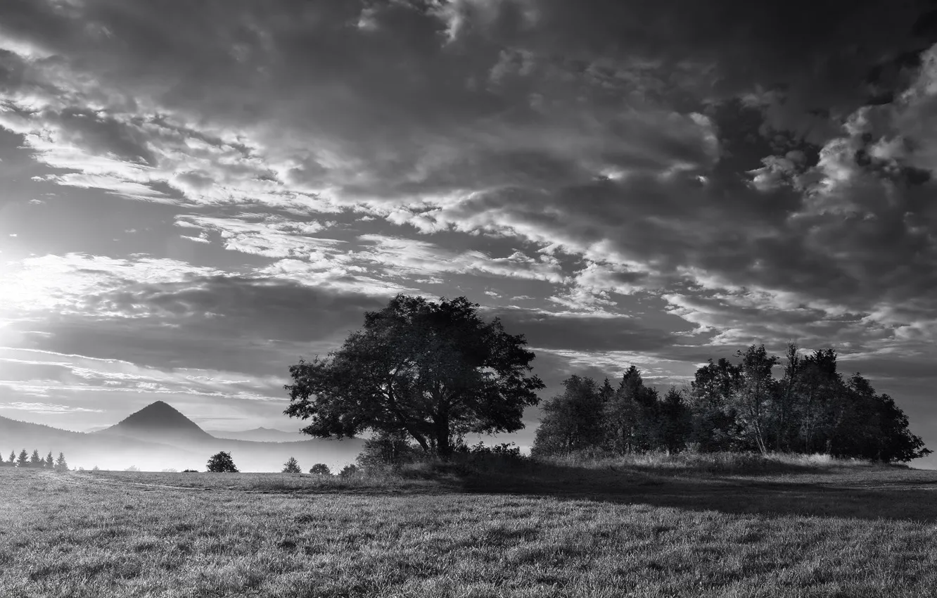 Фото обои туман, дерево, Черно-белая