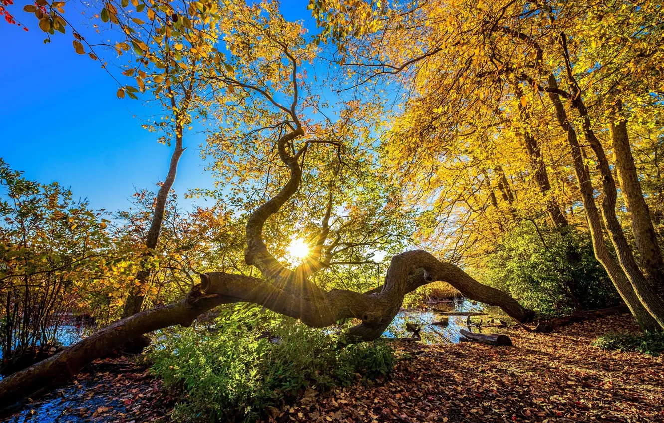 Фото обои осень, солнце, деревья