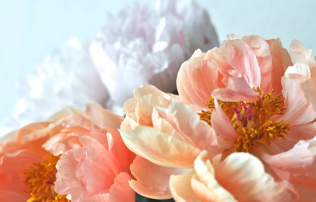 Фото обои flowers, beautiful, peonies