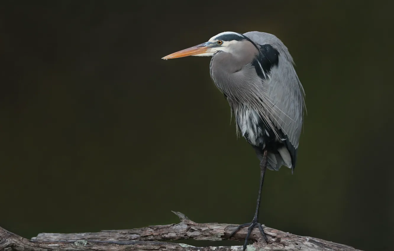 Фото обои фон, птица, цапля