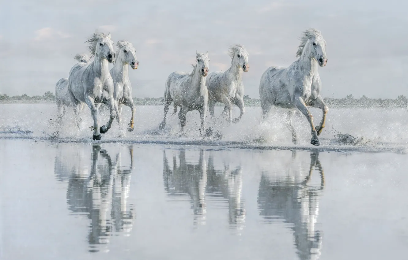 Фото обои вода, берег, кони, лошади, бег, белые, водоем, галоп