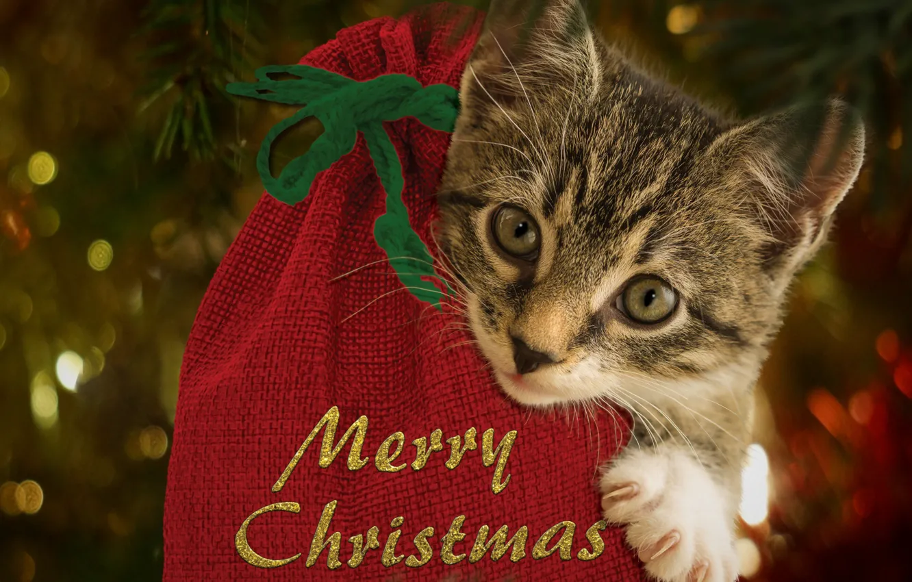 Фото обои кошка, котенок, праздник, Рождество, Новый год, новогодние декорации
