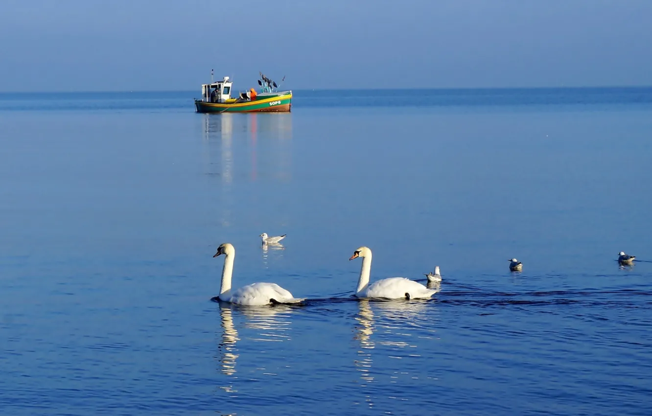 Фото обои white, swan, bird, lake