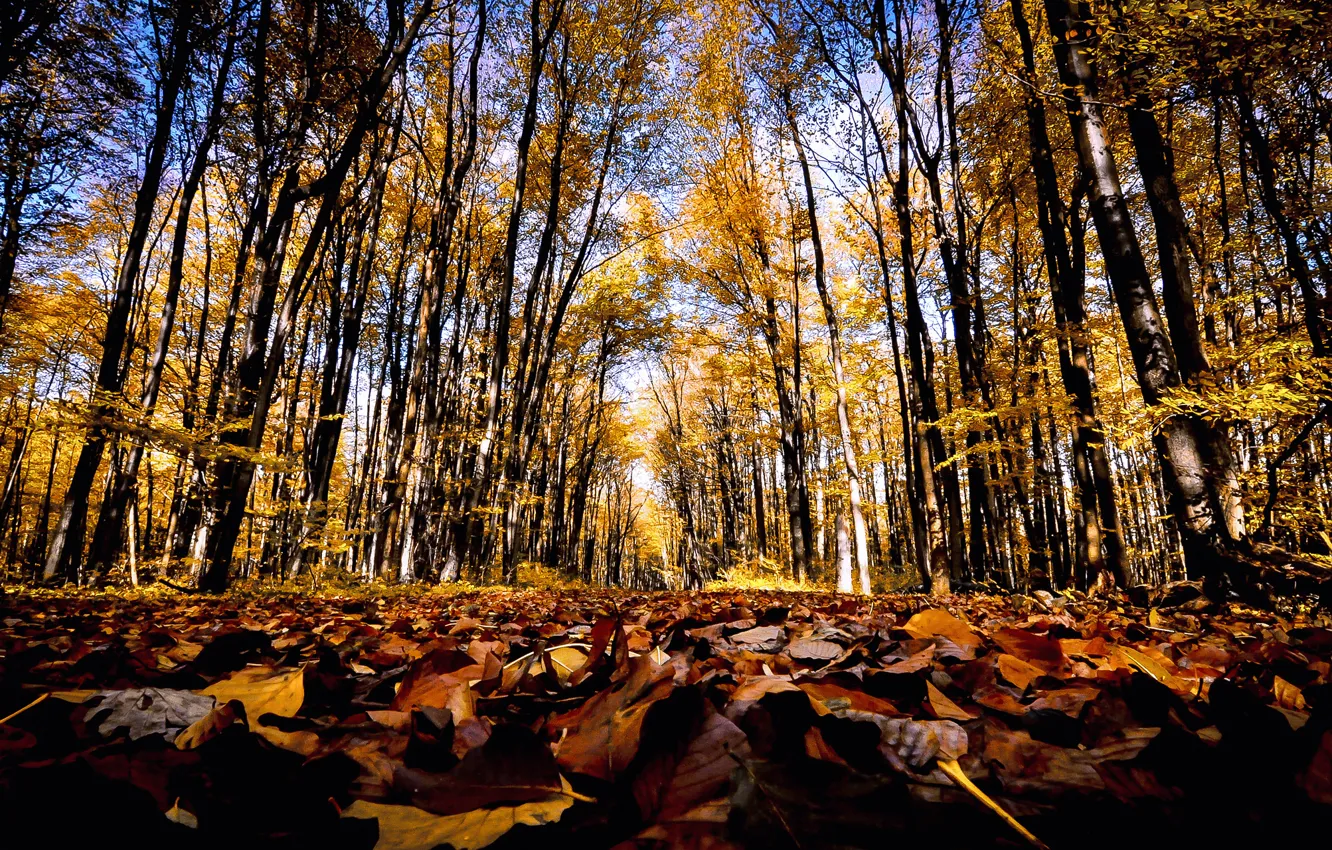 Фото обои дорога, осень, лес, листья, солнце, деревья, дорожка