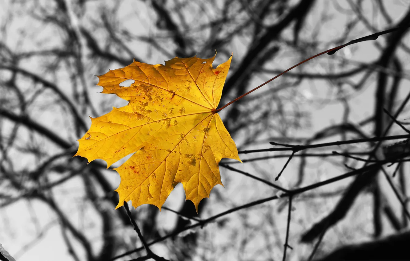 Фото обои осень, ветки, лист, клен