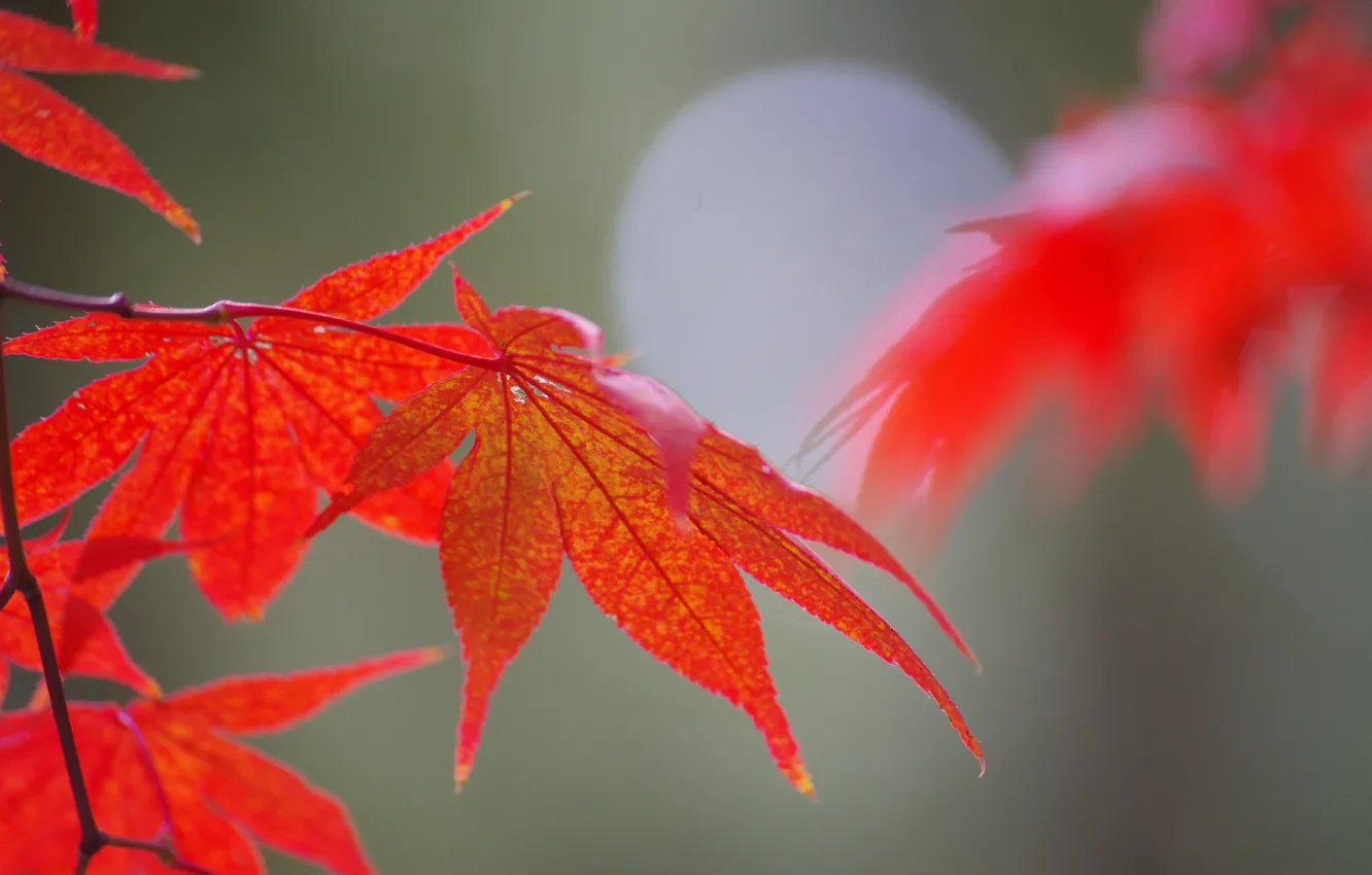 Фото обои осень, листья, природа, клен, блик