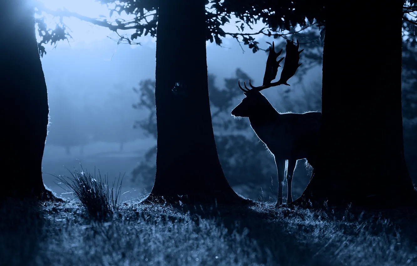 Фото обои ночь, природа, животное, олень, силует, nature