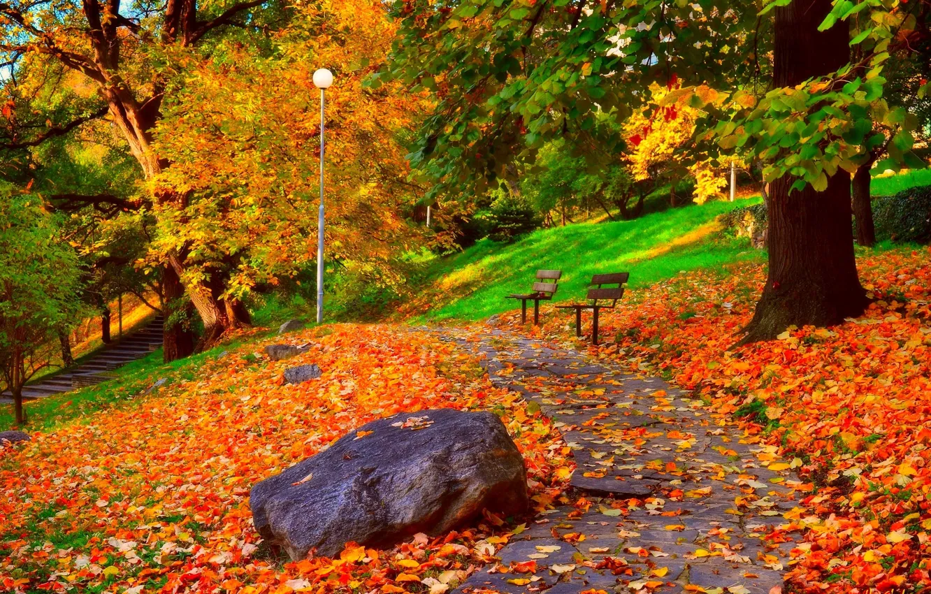 Фото обои листья, деревья, парк, Осень, дорожка, листопад, скамейки, trees