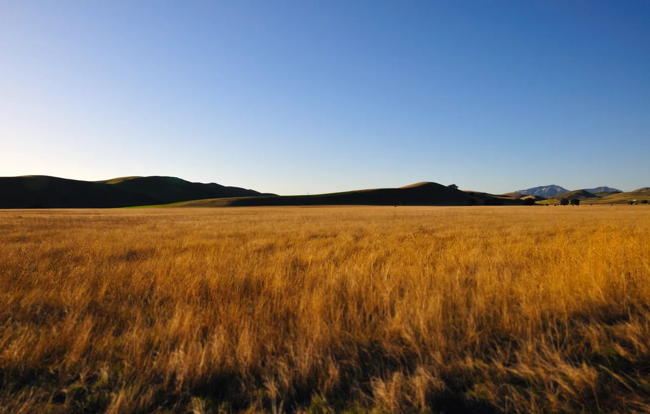 Фото обои пшеница, поле, небо, горы