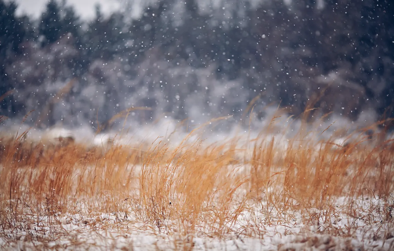 Фото обои зима, поле, трава, природа