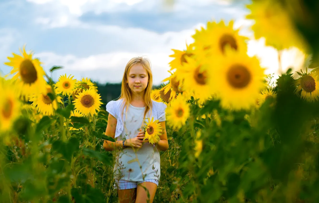 Фото обои поле, лето, подсолнухи, цветы, девочка