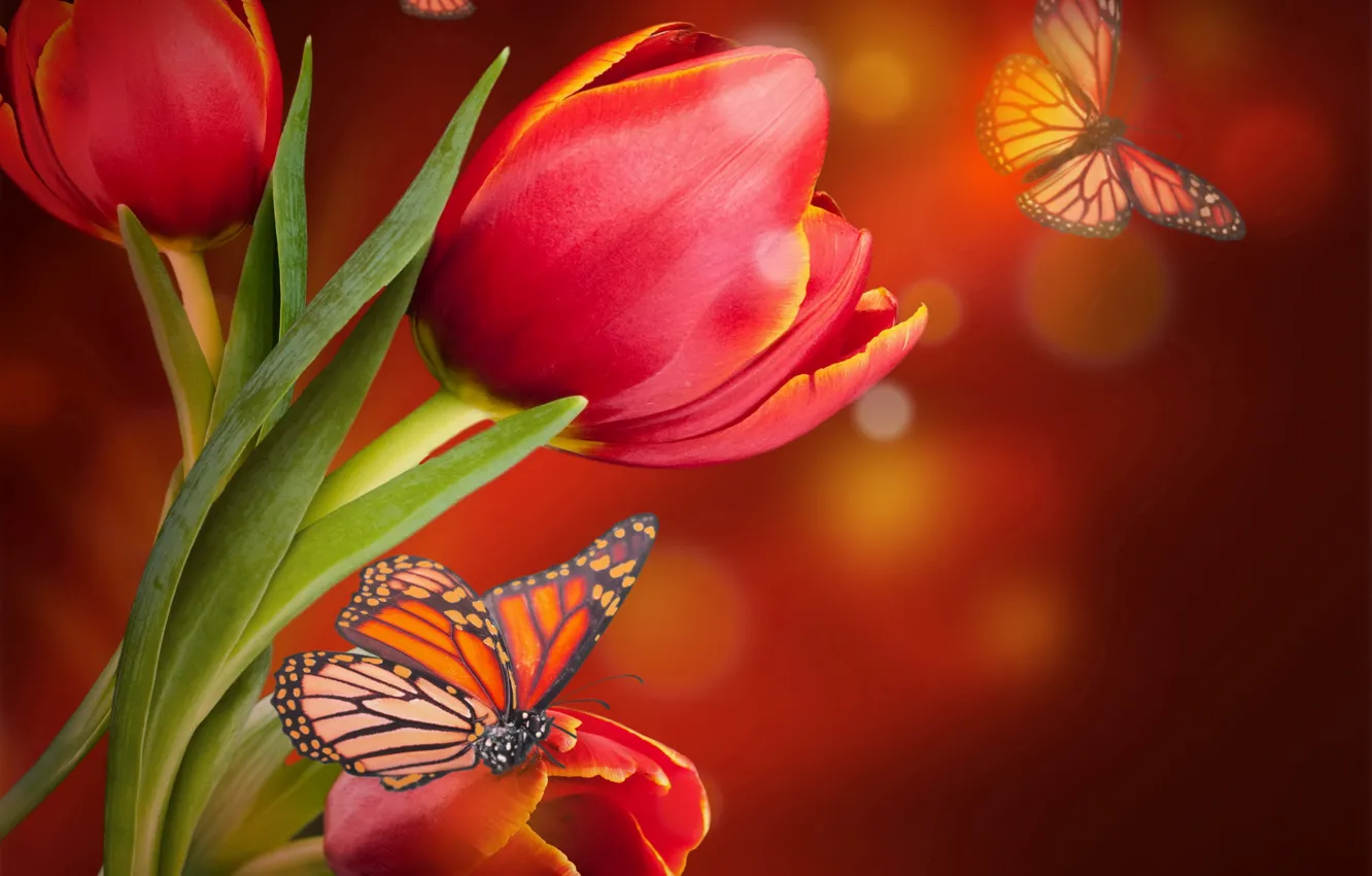 Фото обои бабочки, тюльпаны, red, blossom, flowers, tulips, butterflies