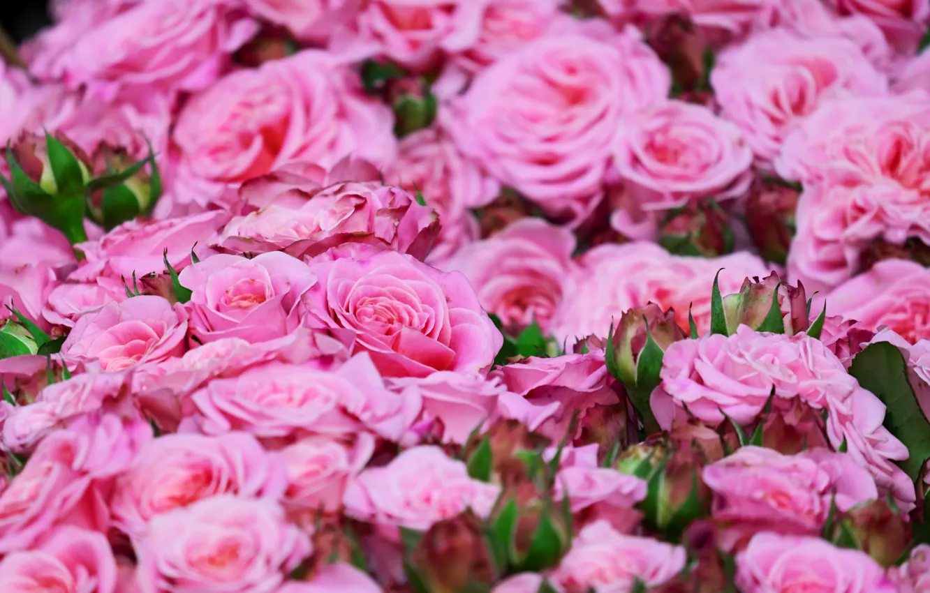 Фото обои розы, розовые, много, roses, бутоны роз