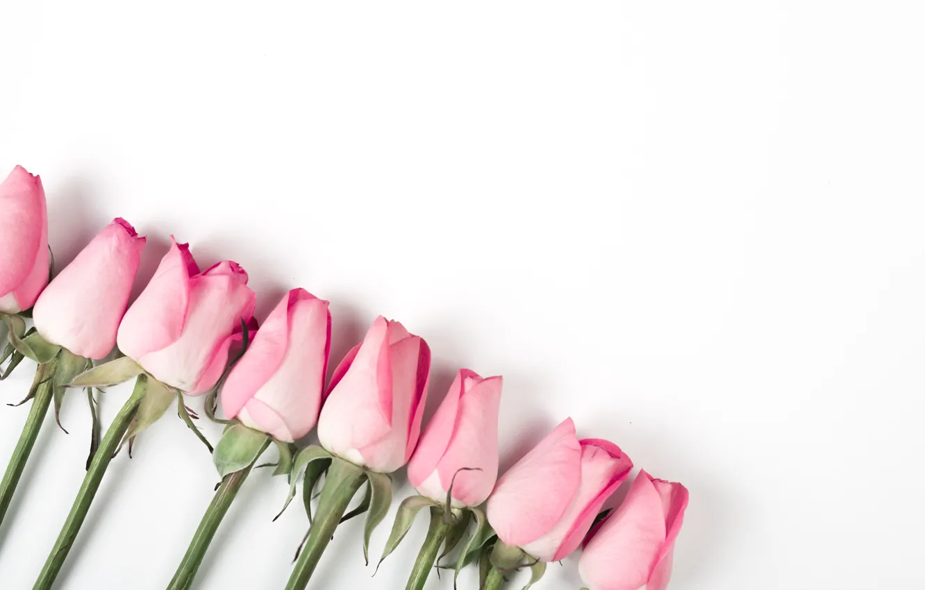 Фото обои белый, фон, розы, Pink, розовые, бутоны, roses
