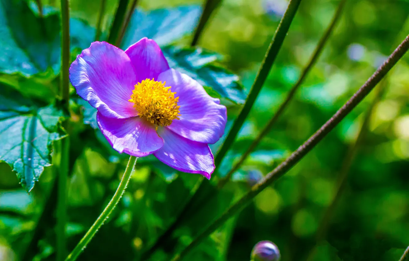 Фото обои макро, цветы, flower, macro, боке, bokeh