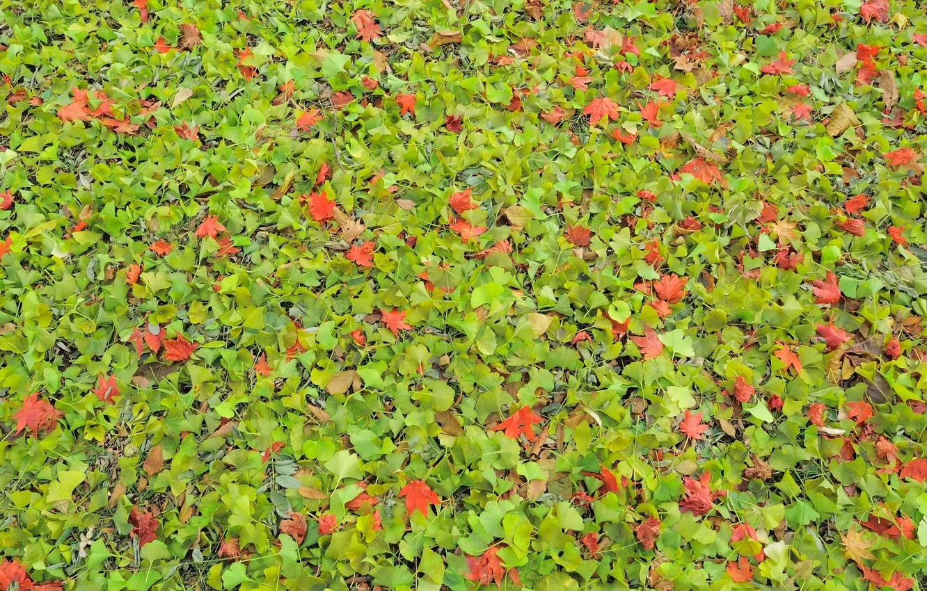 Фото обои осень, листья, природа, листва, текстура, Nakajima Park