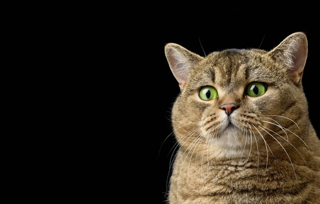 Фото обои кошка, кот, взгляд, морда, серый, портрет, черный фон, полосатый