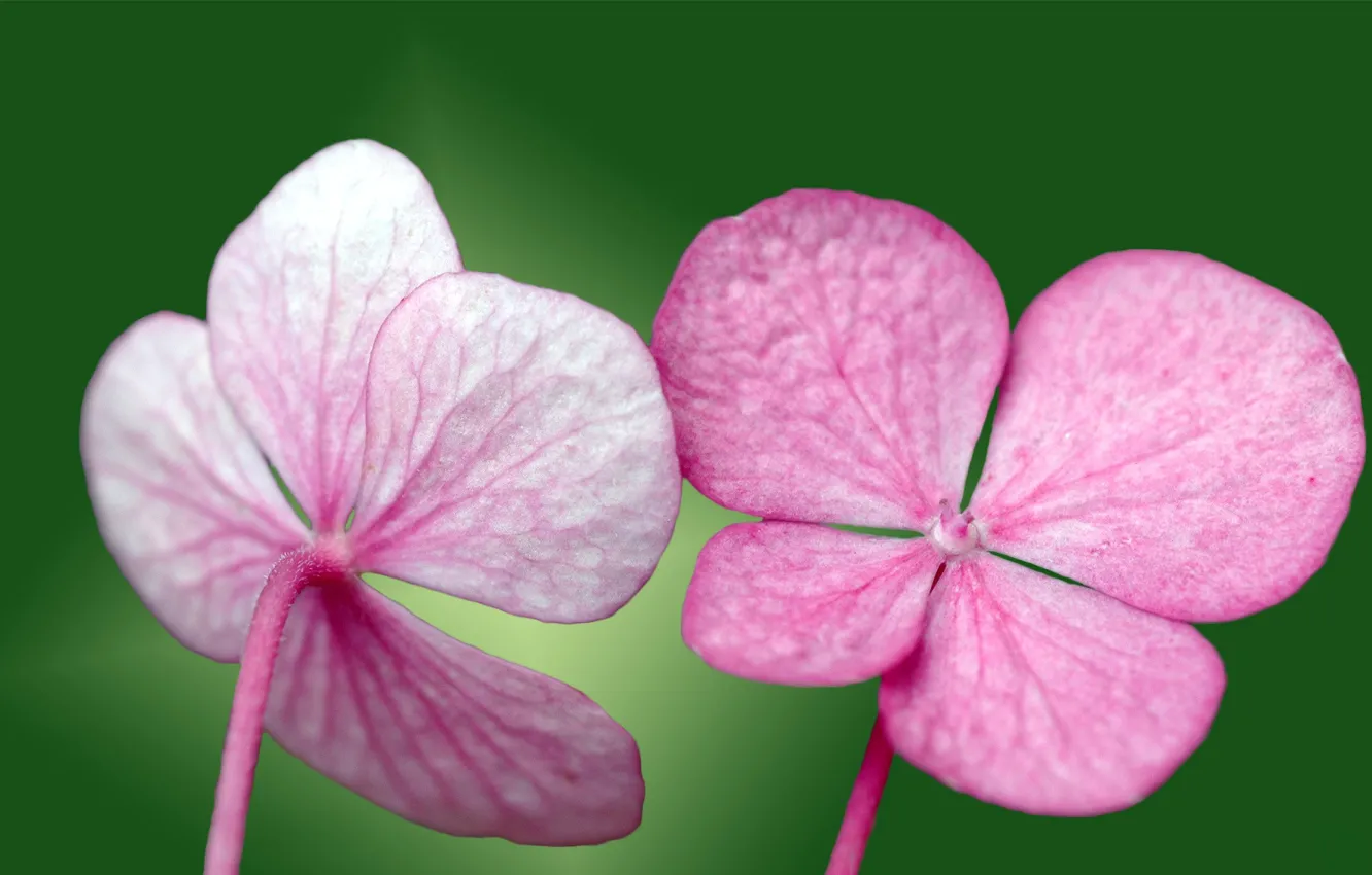 Фото обои зеленый, розовый, Лепестки