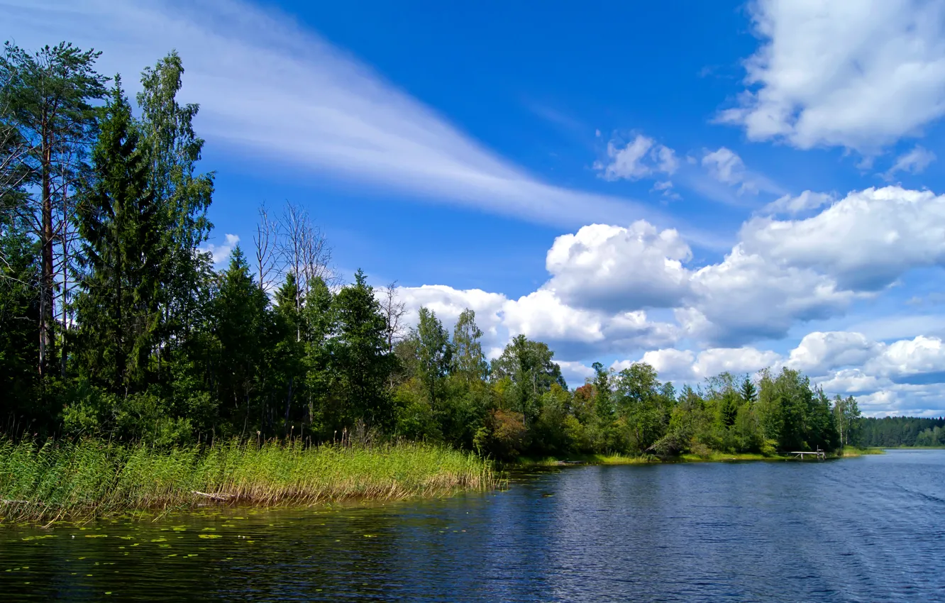 Фото обои лес, лето, небо, облака, деревья, река