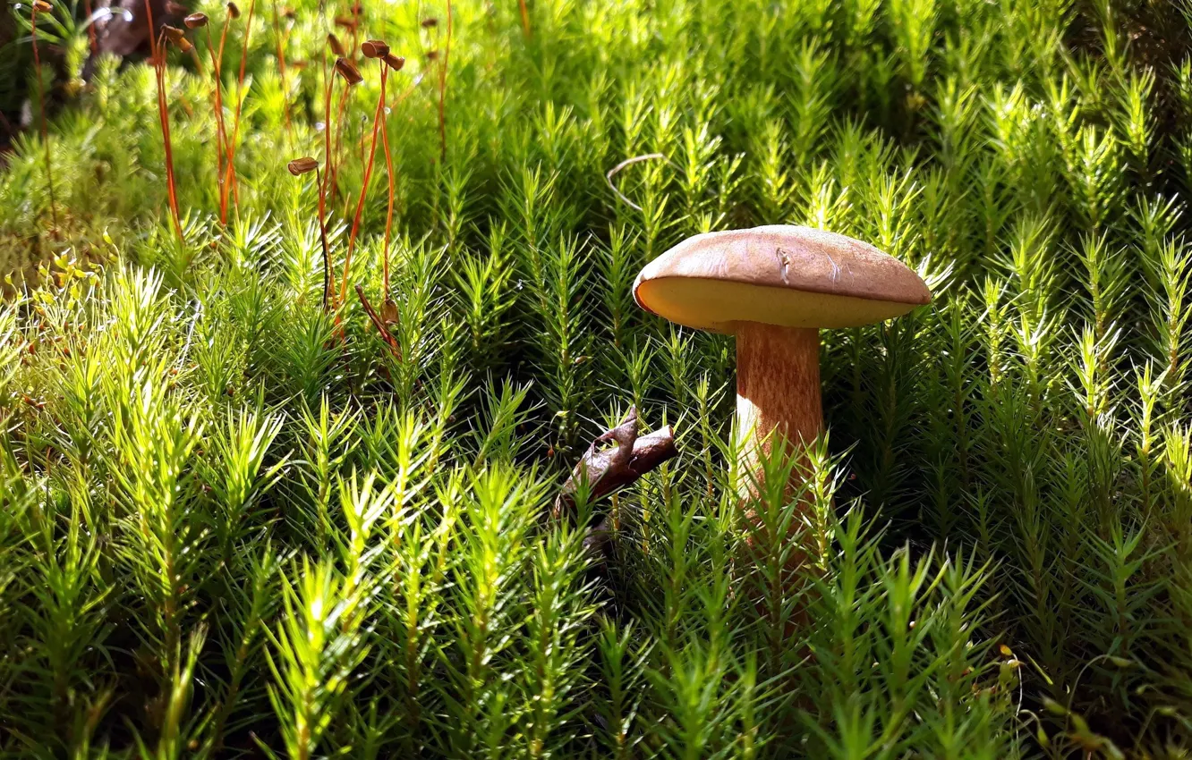 Фото обои макро, гриб, мох