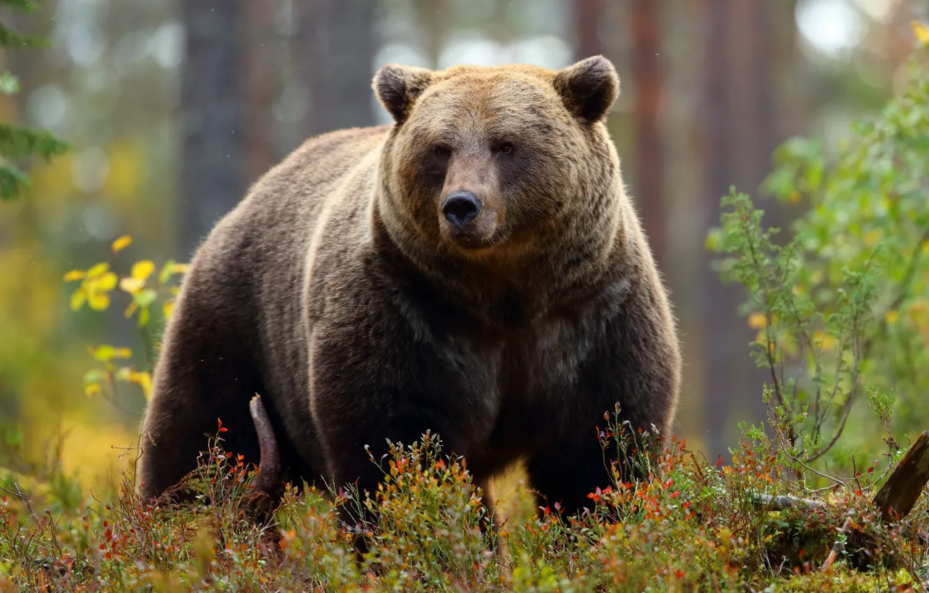 Фото обои лес, сила, мощь, медведь