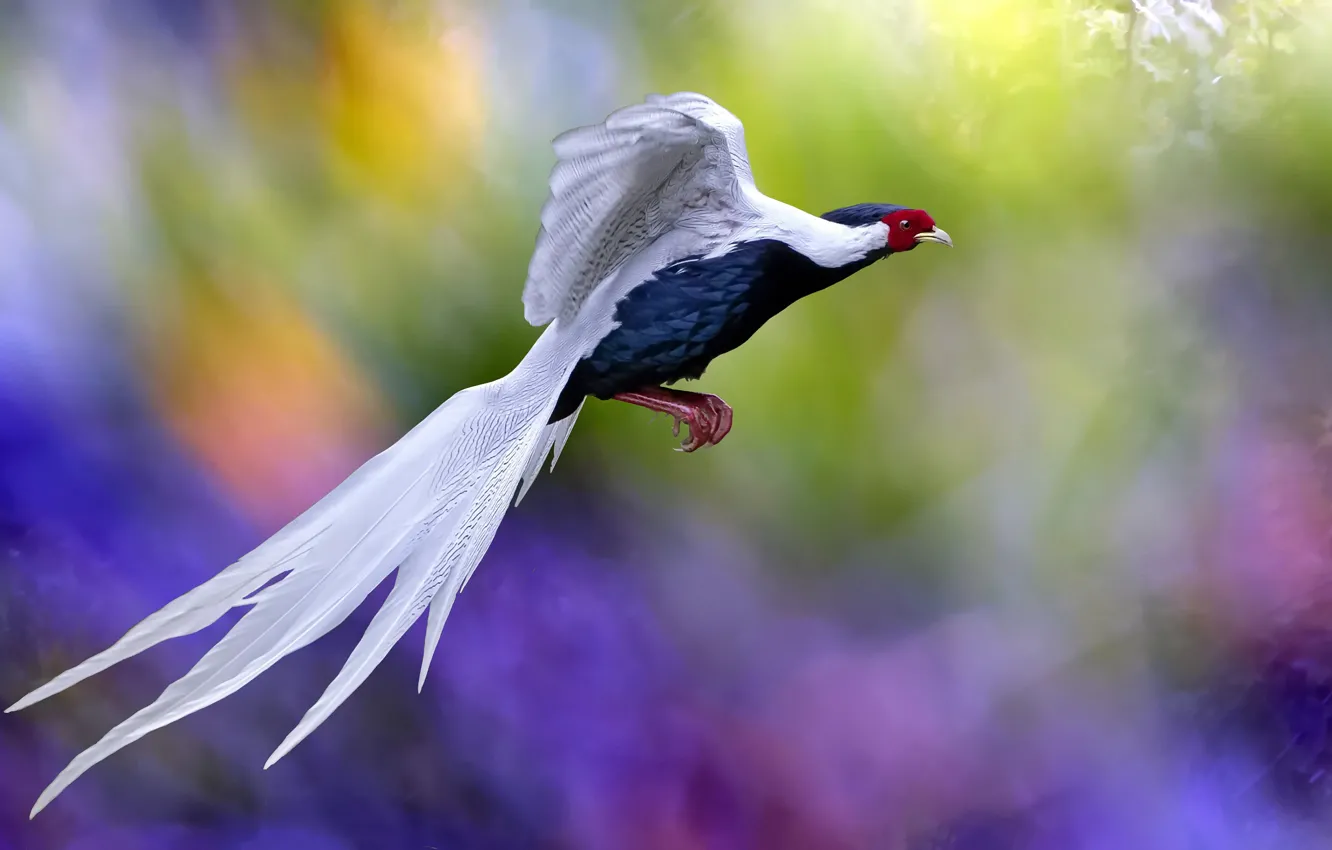 Фото обои полет, птица, хвост, яркие цвета, боке, яркое оперение, экзотическая, радужный фон
