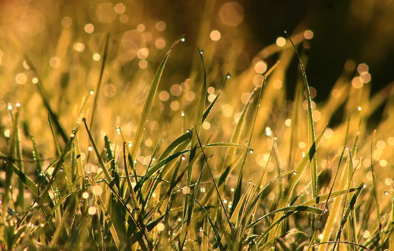 Фото обои трава, капли, макро, свет, природа, роса, блики, фон