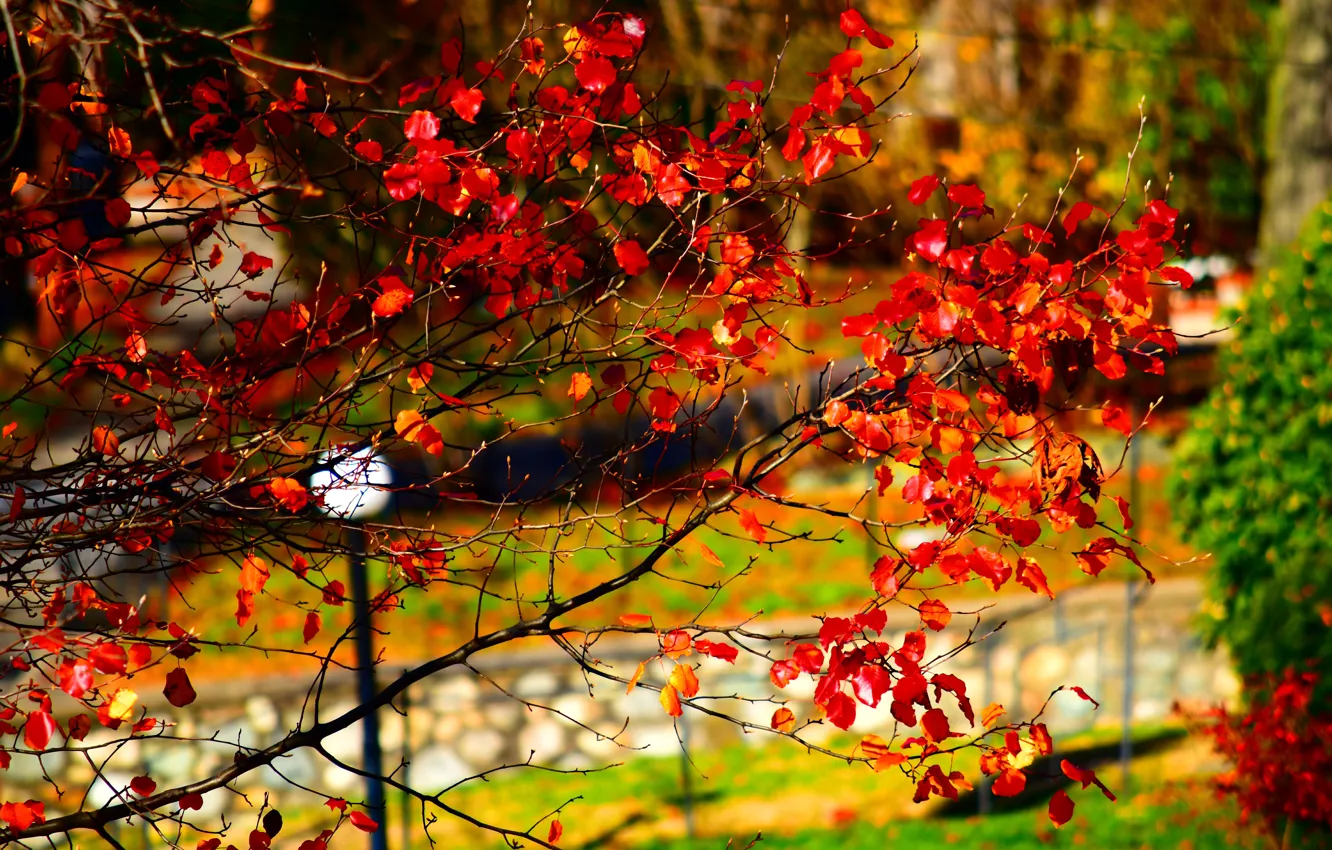 Фото обои Осень, Парк, Fall, Park, Autumn, Red leaves, Красные листья