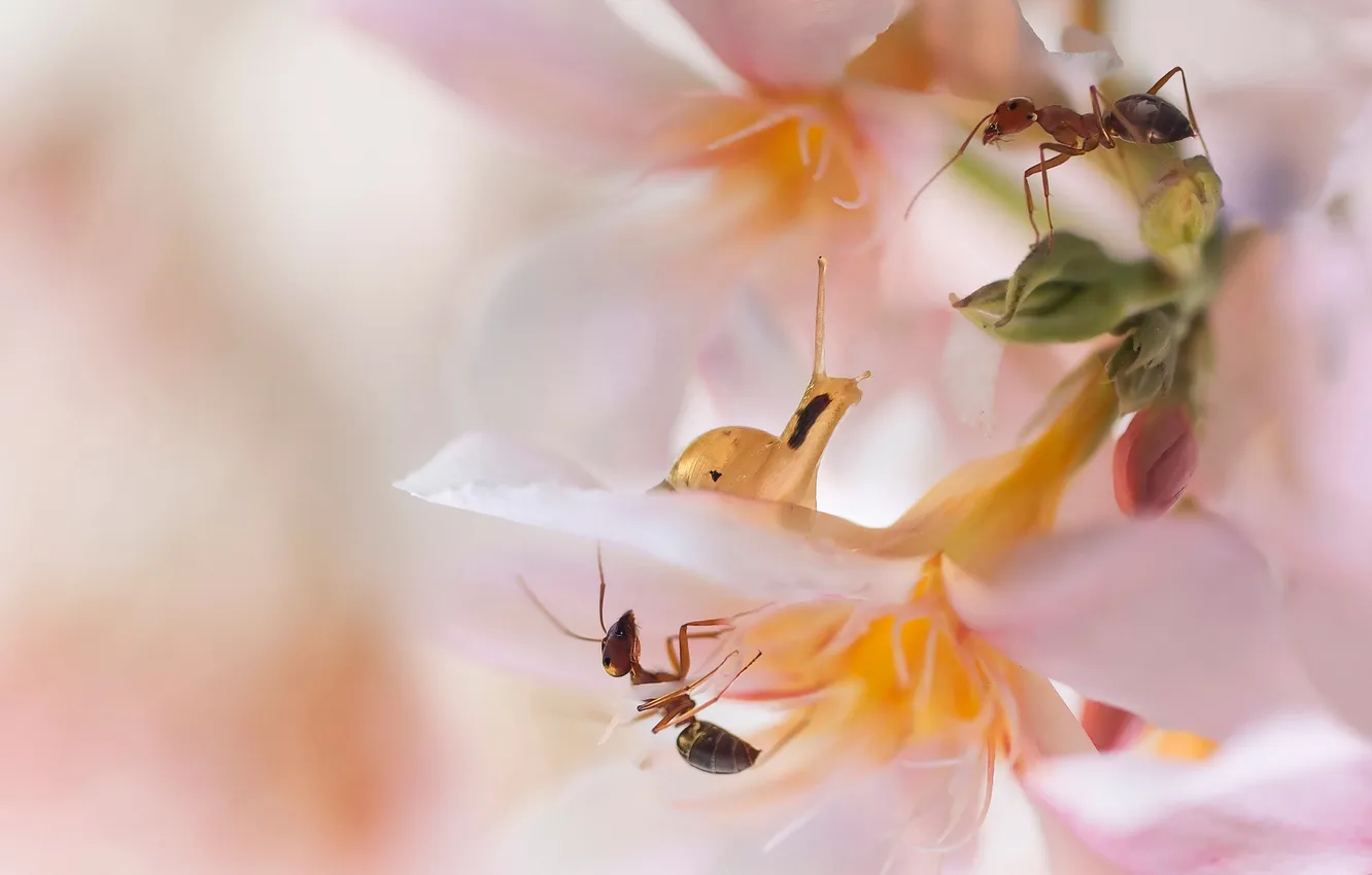 Фото обои цветок, розовый, улитка, муравьи