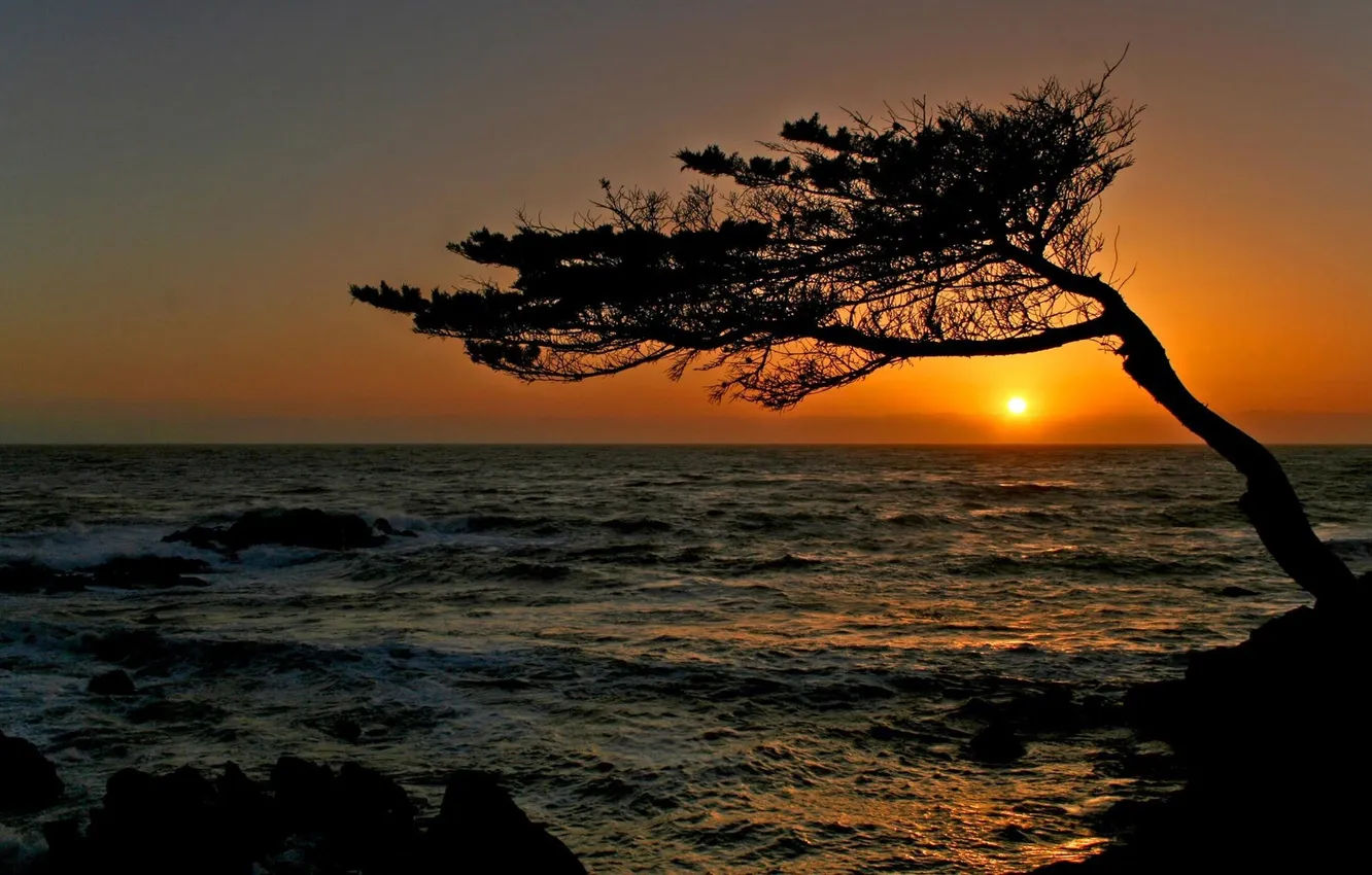 Фото обои море, волны, закат, дерево, кривое