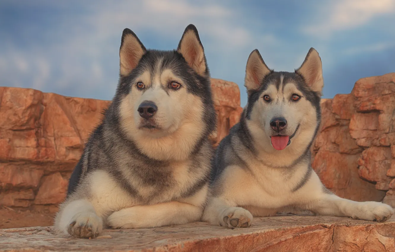 Фото обои собаки, портрет, парочка, хаски