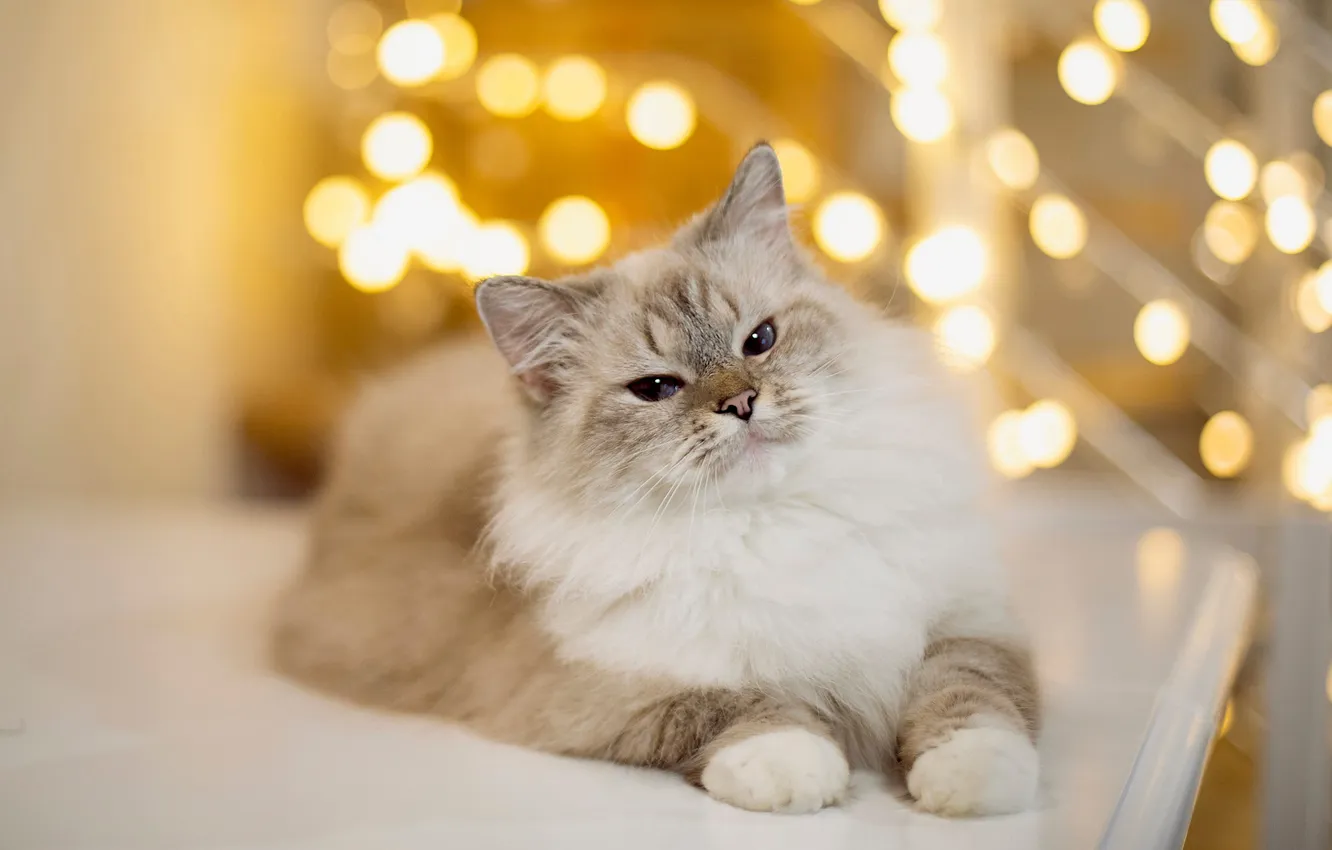 Фото обои кошка, кот, взгляд, свет, огни, поза, блики, стол