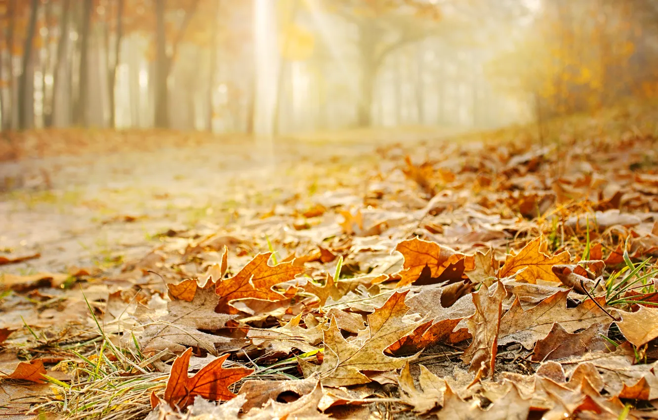 Фото обои осень, лес, трава, листья, деревья, природа, желтые, оранжевые