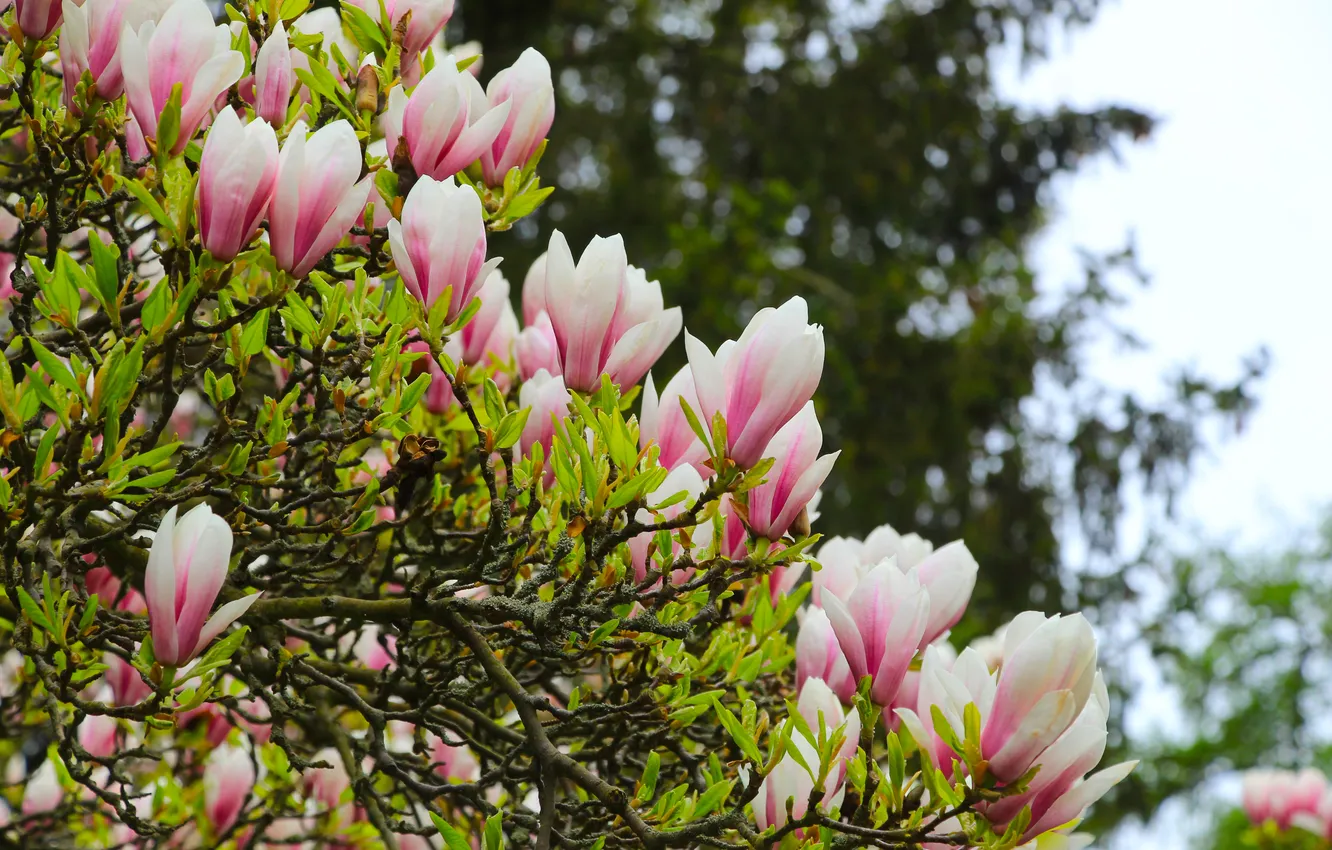 Фото обои flower, spring, magnolia, twig