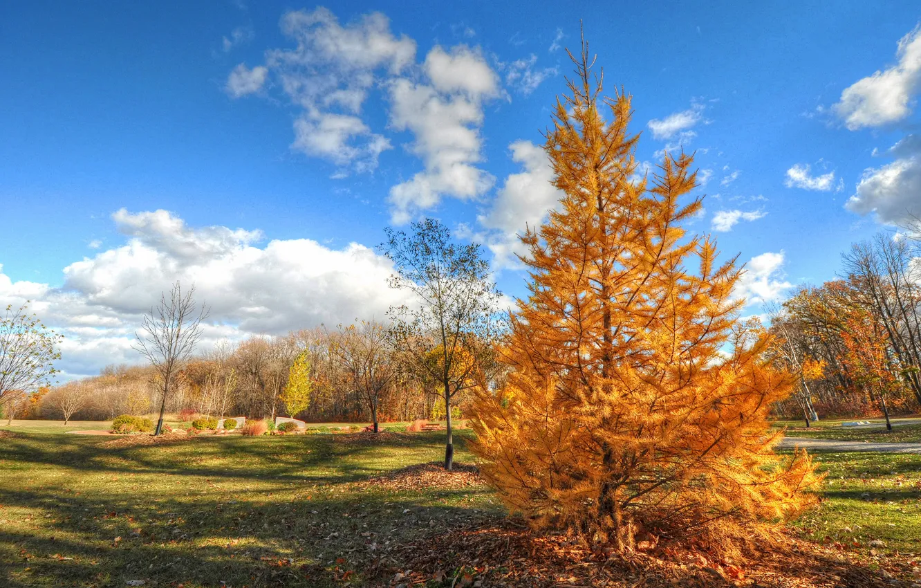 Фото обои осень, небо, трава, деревья, парк
