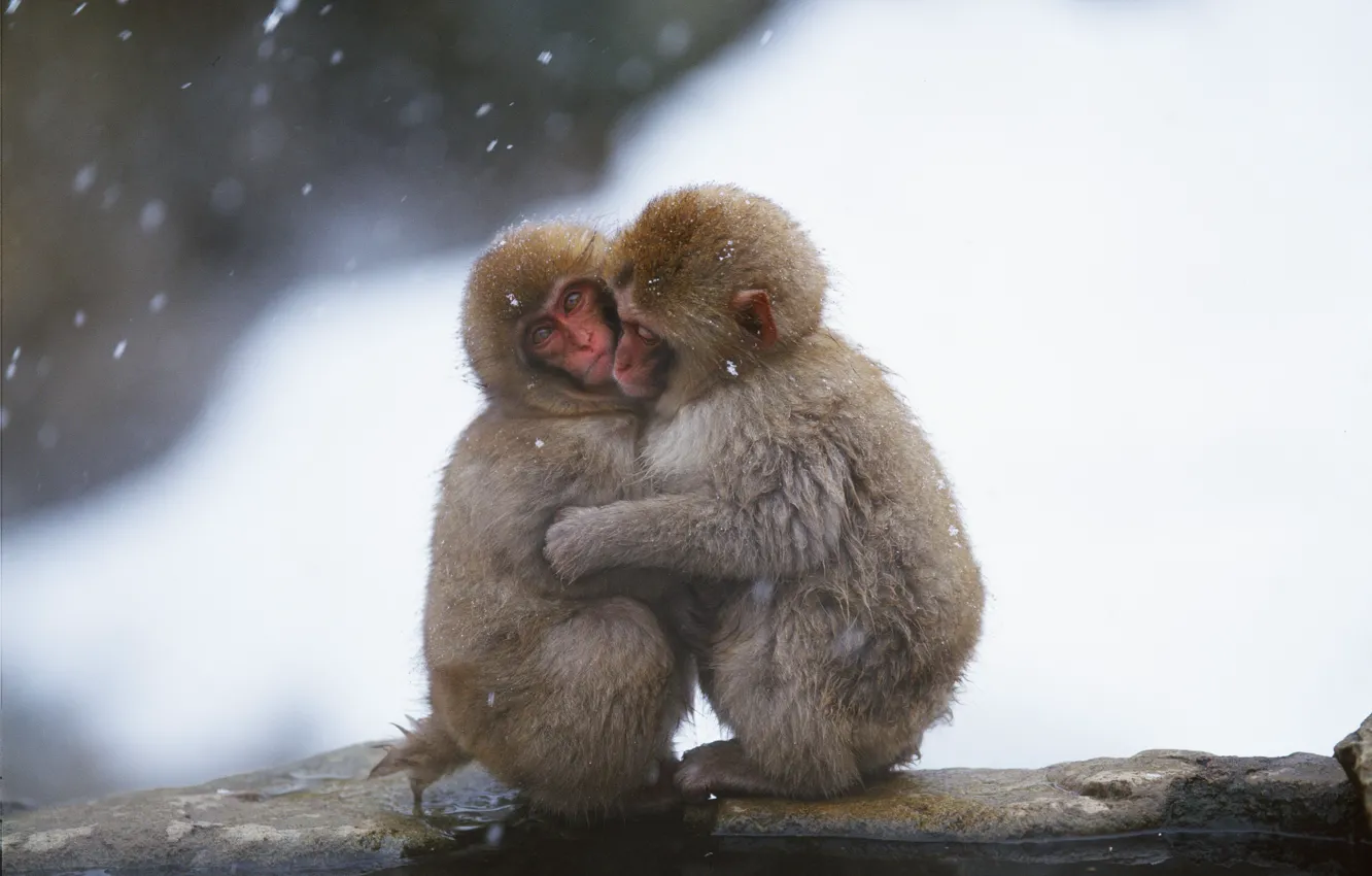 Фото обои холод, зима, вода, снег, обои, обезьяны, wallpaper, греются