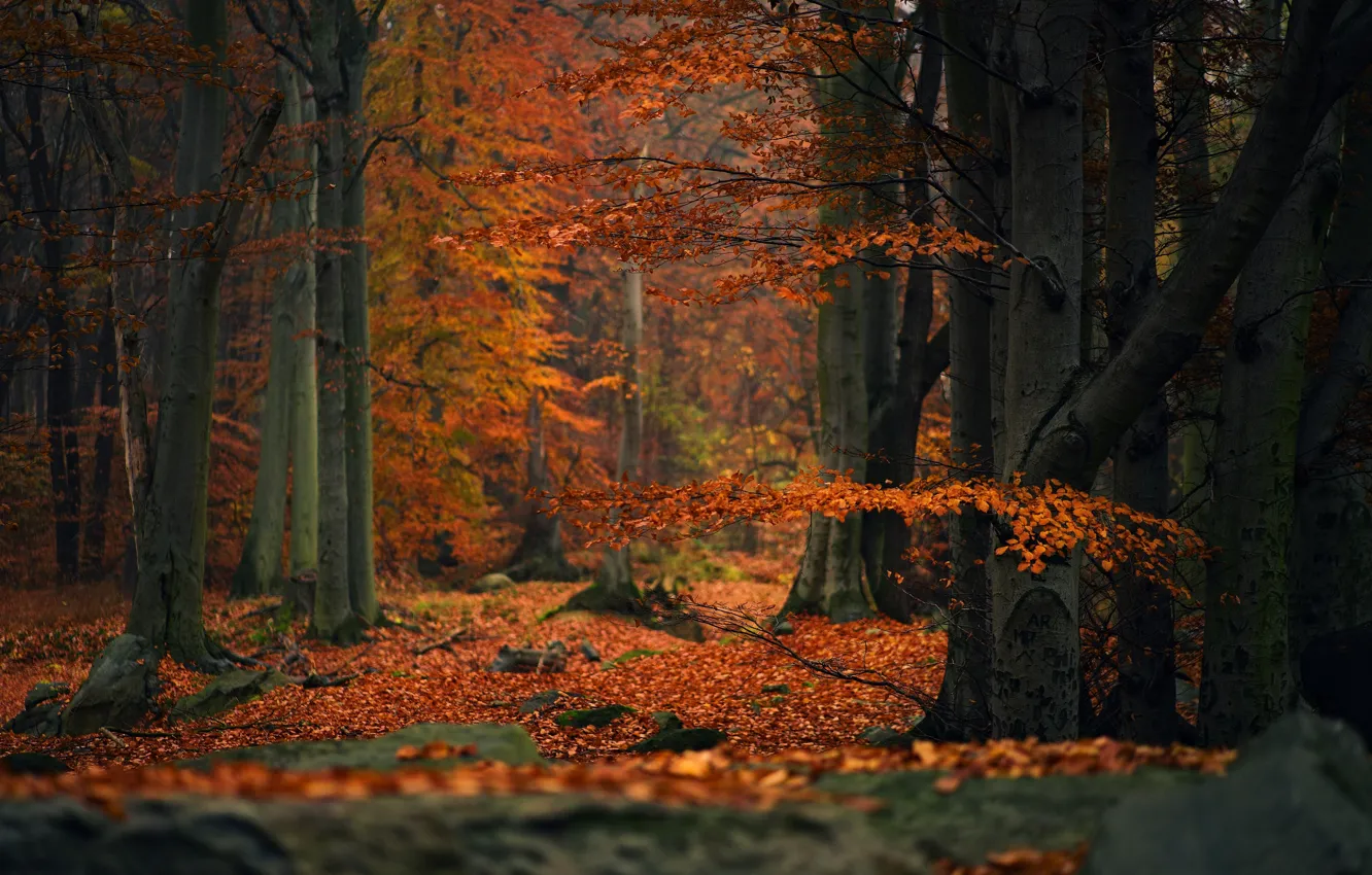 Фото обои осень, лес, деревья, ветки, природа, листва