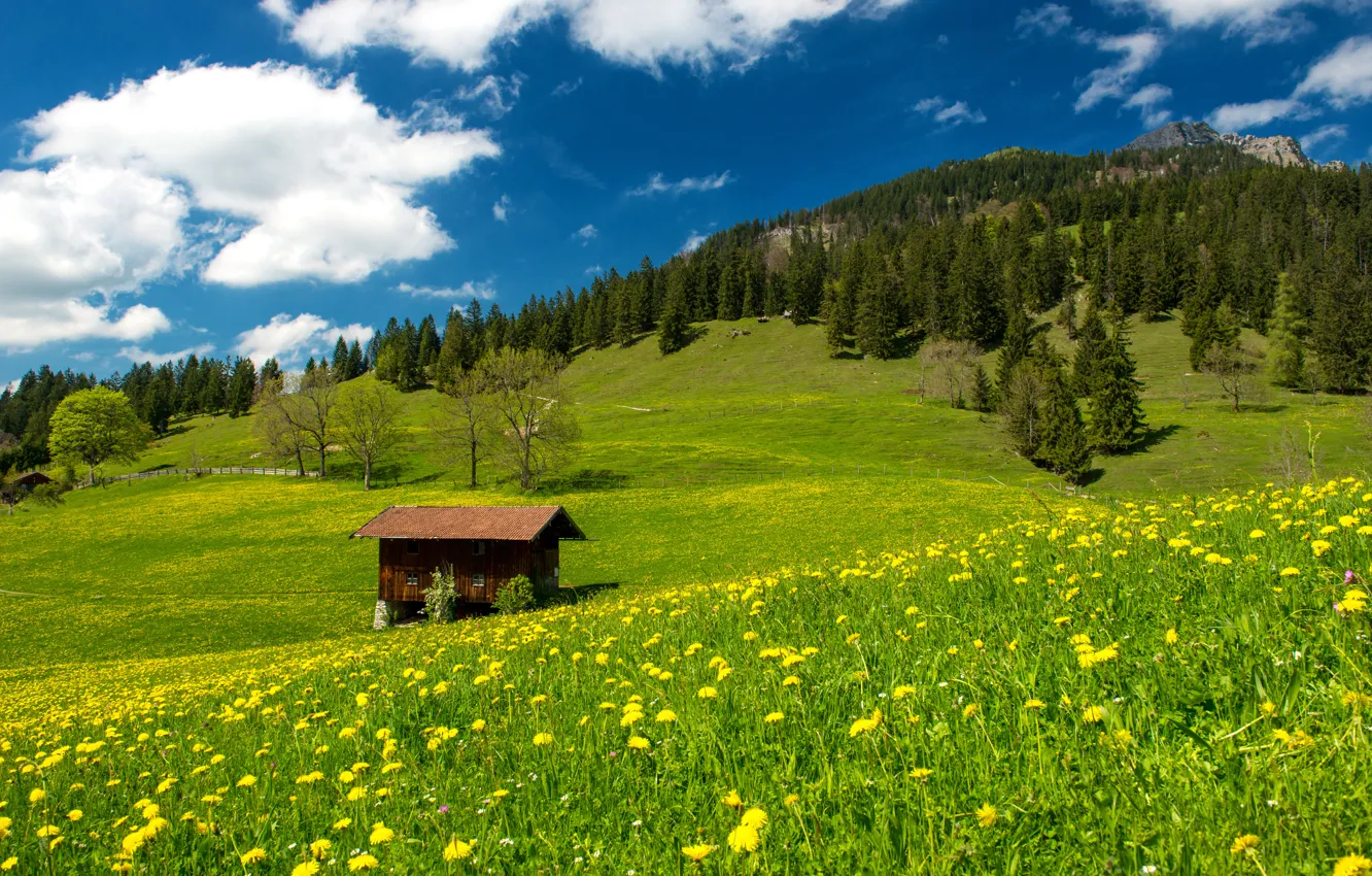Фото обои небо, трава, облака, деревья, пейзаж, природа, Германия, grass