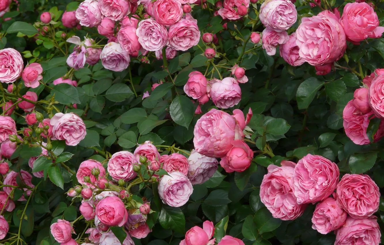 Фото обои цветы, куст, лепестки, розовые, бутоны, чайная роза