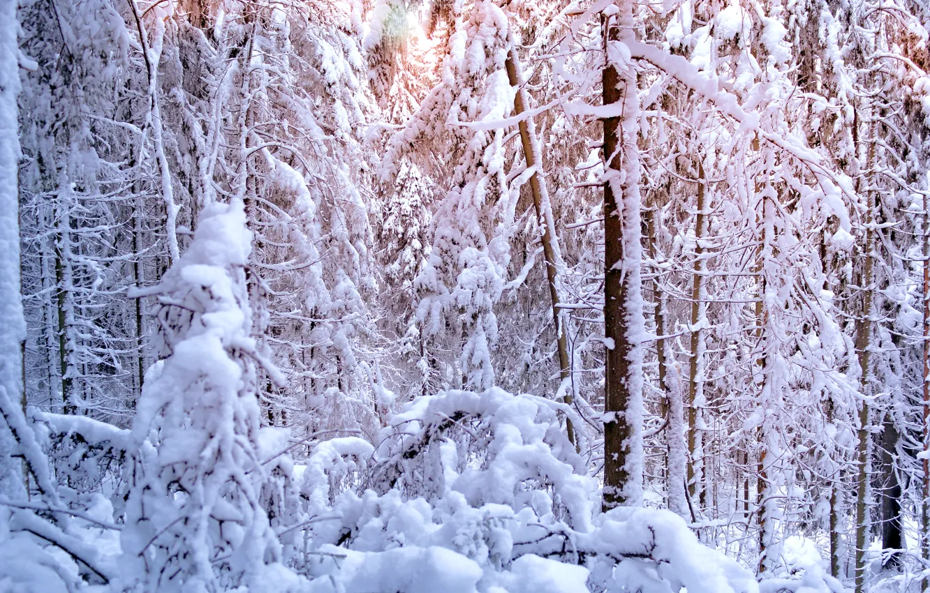 Фото обои зима, лес, солнце, свет, снег, деревья, елки, ели