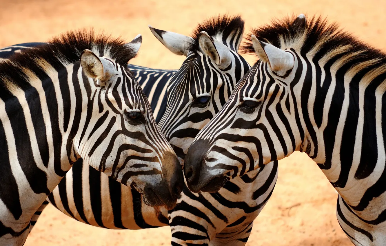 Фото обои white, black, eyes, Savanna, zebras, heads, necks